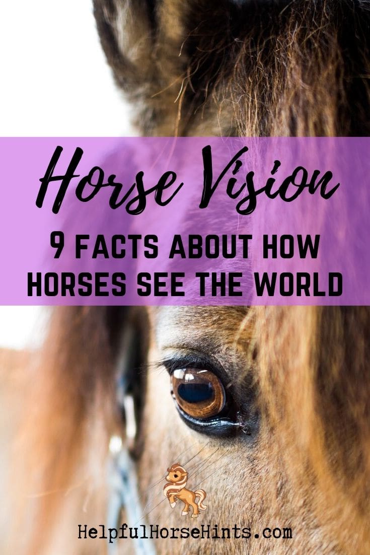9 Facts About Horse Vision with Diagram & Examples Helpful Horse Hints