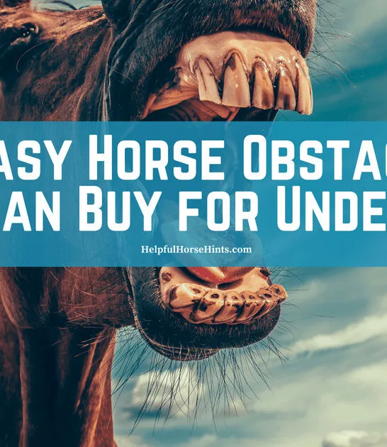 10 Easy Horse Obstacles You Can Buy for Under $20