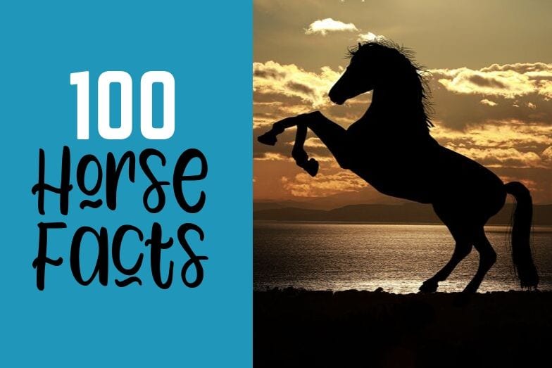100 Horse Facts Organized by Category! Helpful Horse Hints