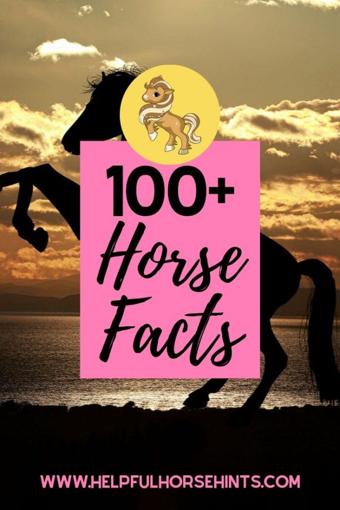 Here are 100 horse facts organized into categories like early history, common breeds, health, disciplines and uses, tack, horse care and more.