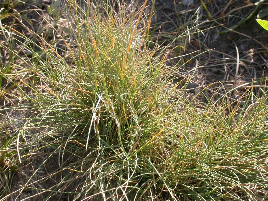 Idaho Fescue Grass - Matt Lavin from Bozeman, Montana, USA [CC BY-SA 2.0 (https://creativecommons.org/licenses/by-sa/2.0)]