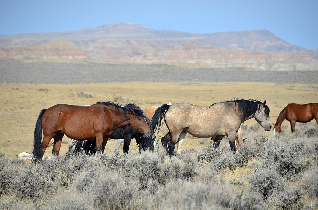 wild horses in Wyoming