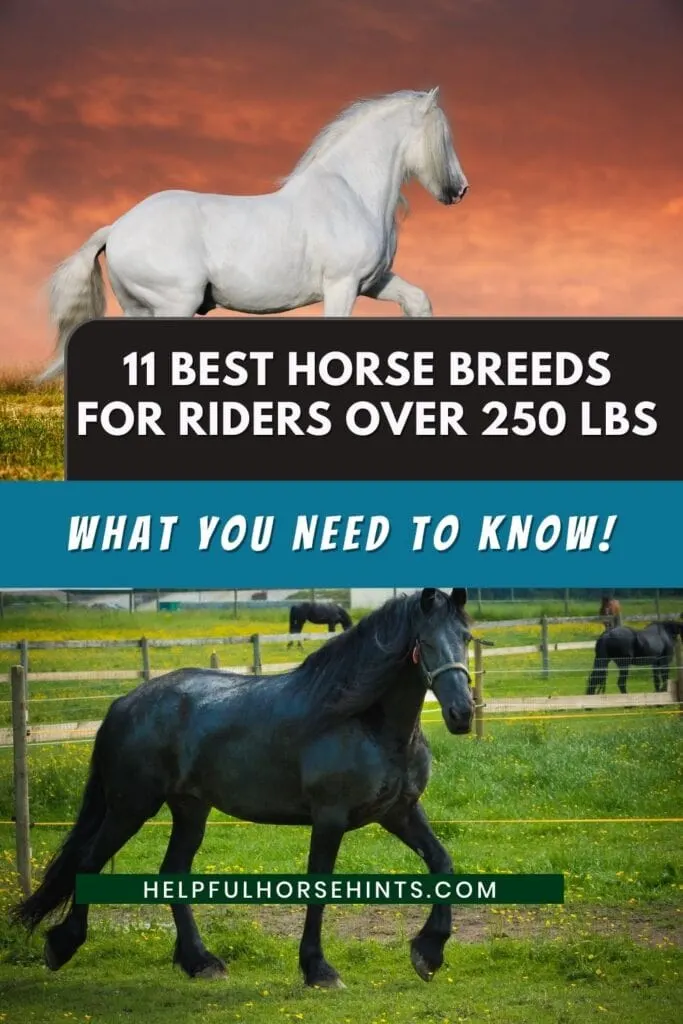 Pinterest pin - 11 Best Horse Breeds for Riders Over 250 lbs