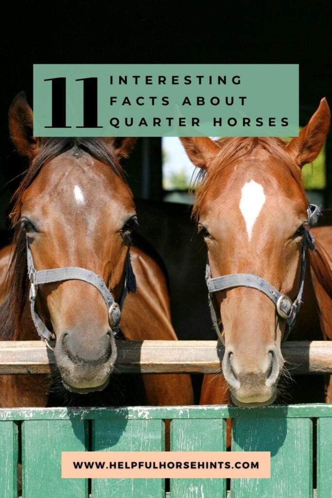 Pinterest pin - 11 Facts about Quarter Horses