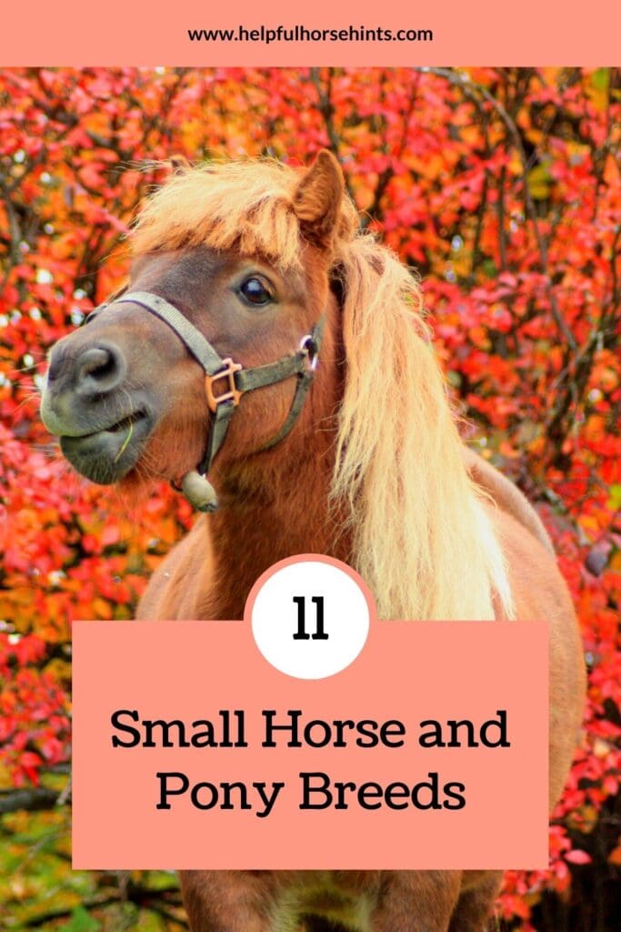 Pinterest pin - 11 Small Horse And Pony Breeds