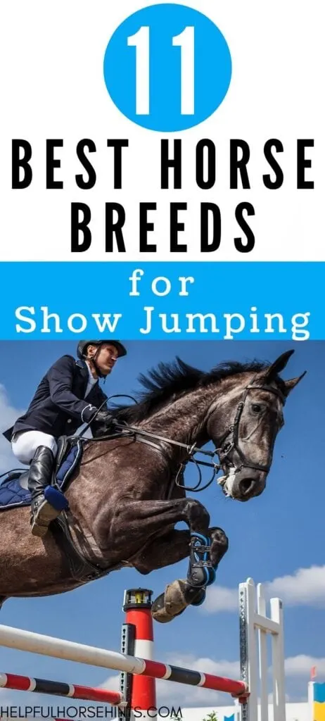 pinterest image - 11 best breeds for show jumping