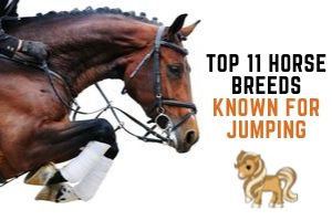 Best 11 Horse Breeds For Show Jumping Helpful Horse Hints