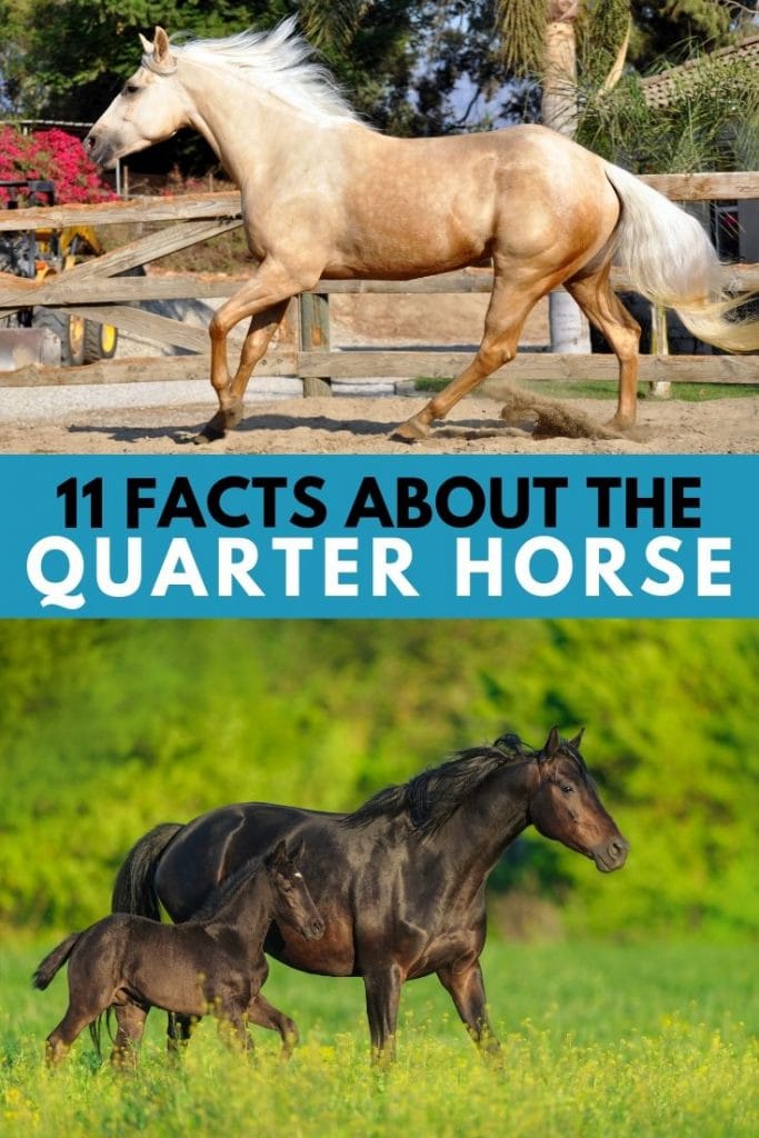 11 Interesting Facts about the Quarter Horse Helpful Horse Hints