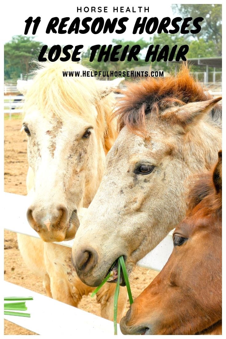 11 Reasons Horses Lose Hair and What You Can Do About It Helpful