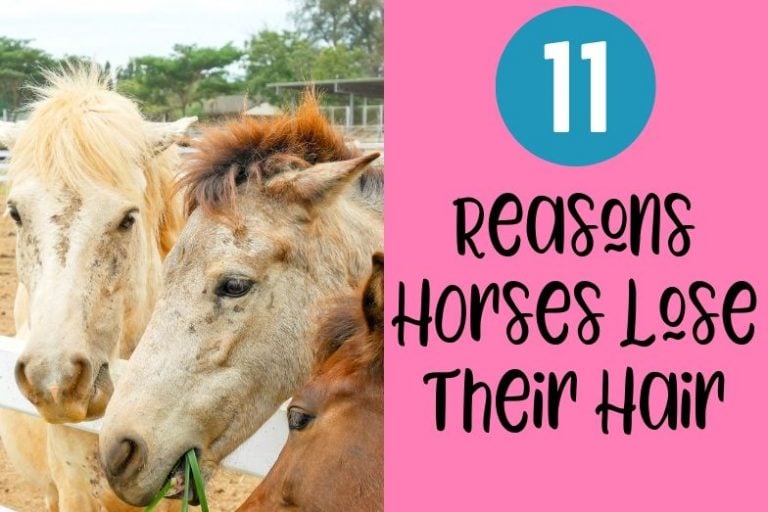 19-beginner-horse-riding-exercises-to-shake-up-your-routine-helpful