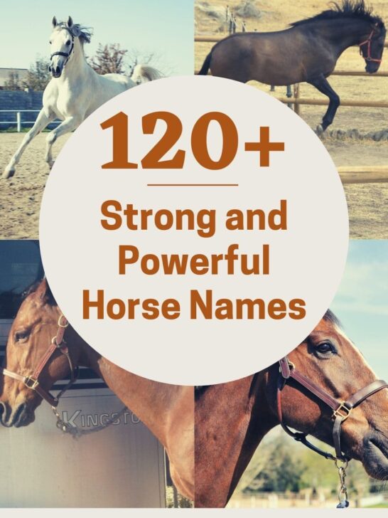 stories-archive-page-36-of-37-helpful-horse-hints
