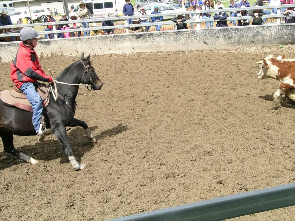 a junior cutting out in a campdraft