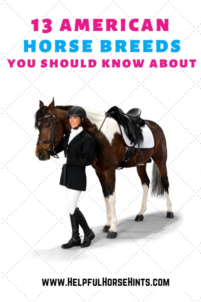 Pinterest pin - 13 american horse breeds you should know about