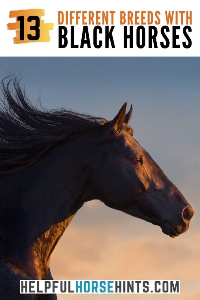 13 Breeds Where You Can Find All Black Horses Helpful Horse Hints