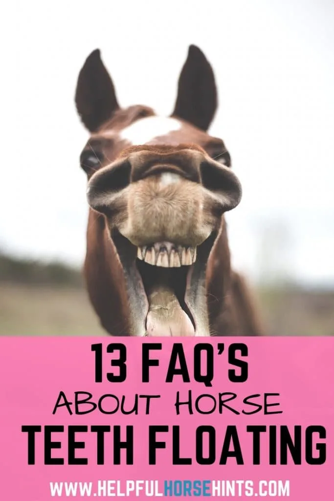 13 FAQ about horse teeth floating