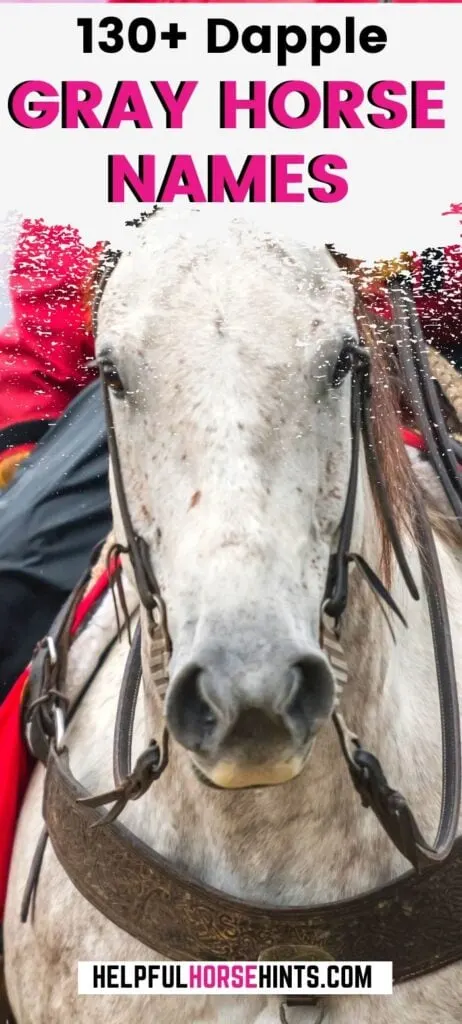 Pinterest pin - 130+ Dapple Gray Horse Name Ideas for Males & Females