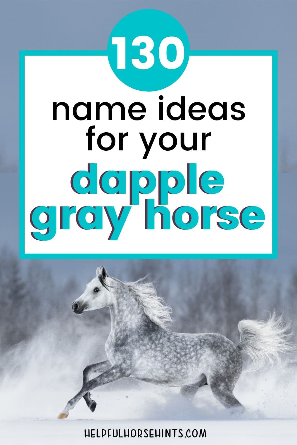 130+ Dapple Gray Horse Name Ideas for Males & Females Helpful Horse Hints
