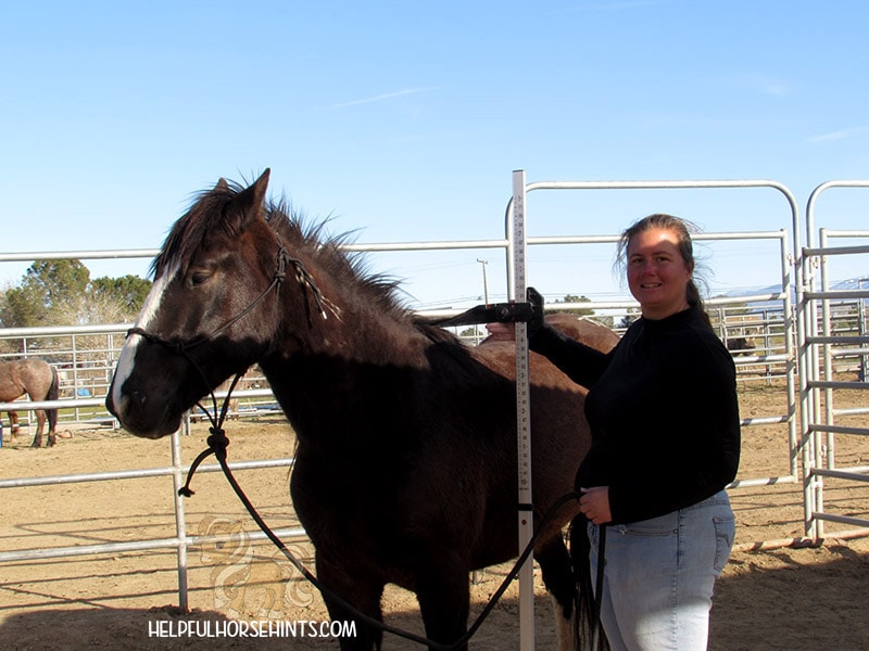 woman showing horse height measurement