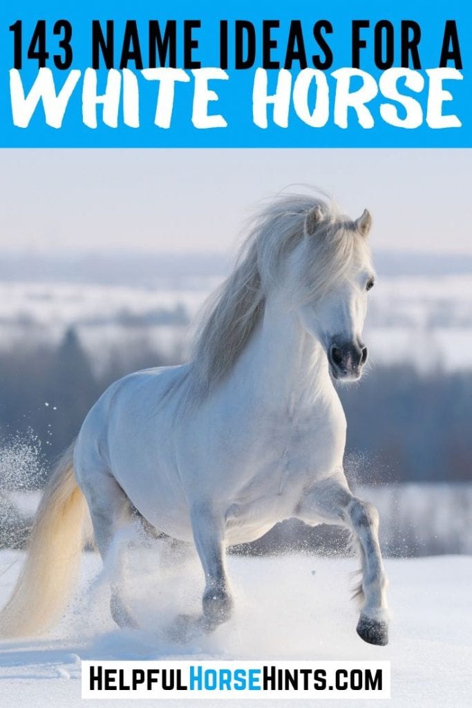 143 Names for White Horses Including Barn Names & Show Names Helpful Horse Hints