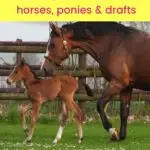 pinterest image - 15 German Horse Breeds