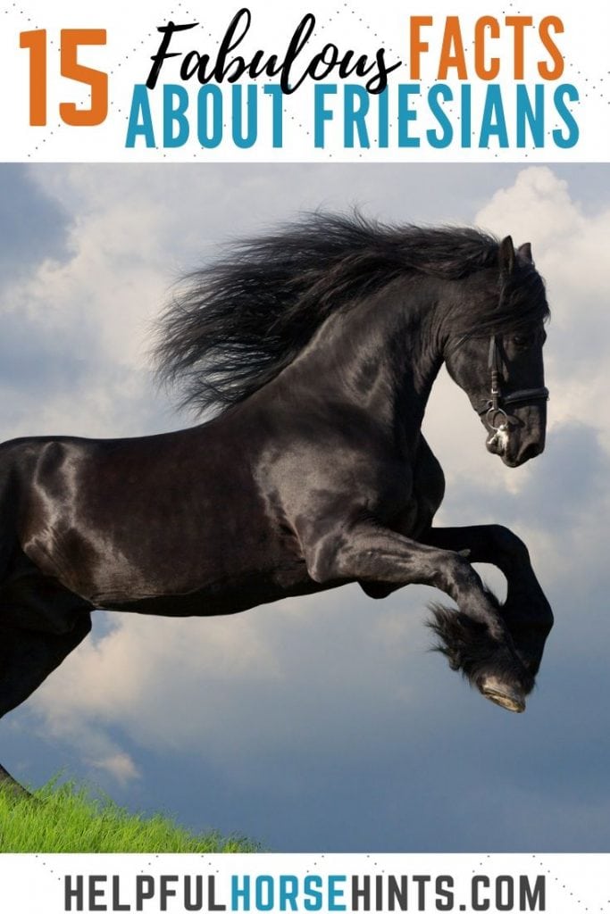 15 fabulous facts about Friesians 