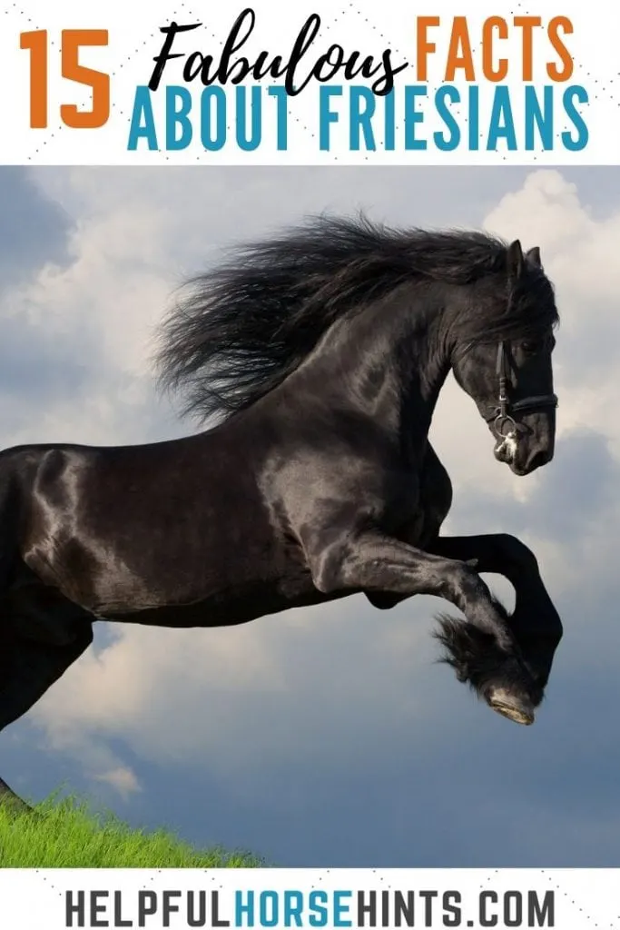 15 fabulous facts about Friesians