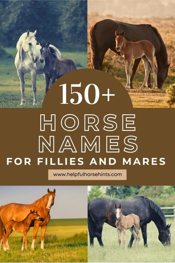 Pinterest pin - 150+ Horse Names for Fillies and Mares + Tips for Naming

