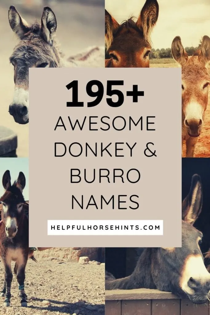 Pinterest pin - 195 Awesome Donkey & Burro Names