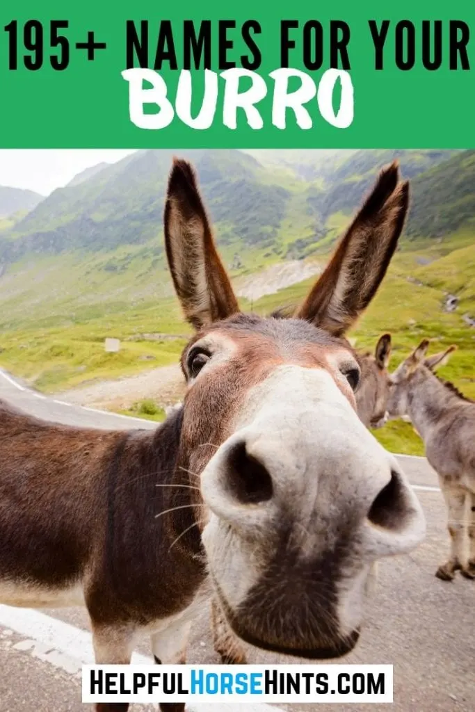 pinterest pins - 195 names for your burro