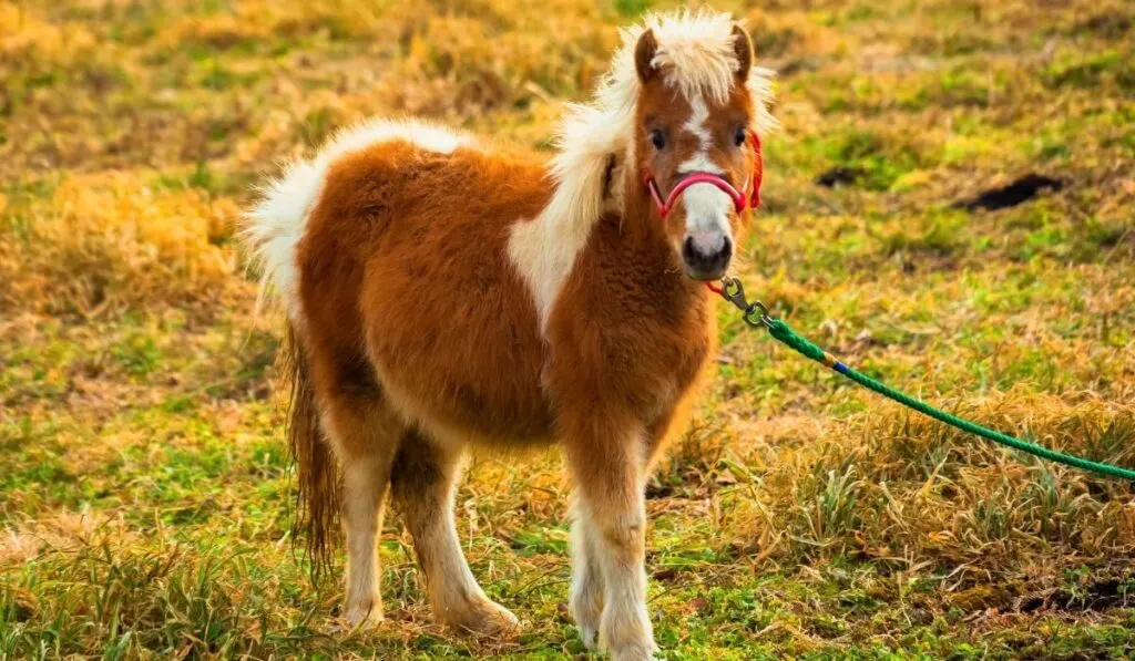 pony standing in an open filed