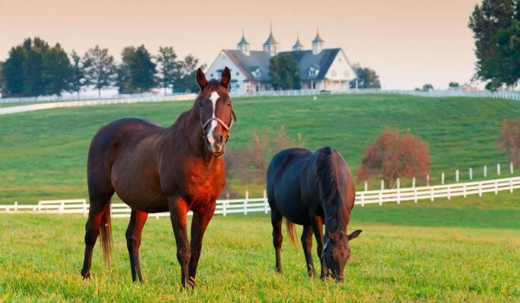 2 horses at the horse farm