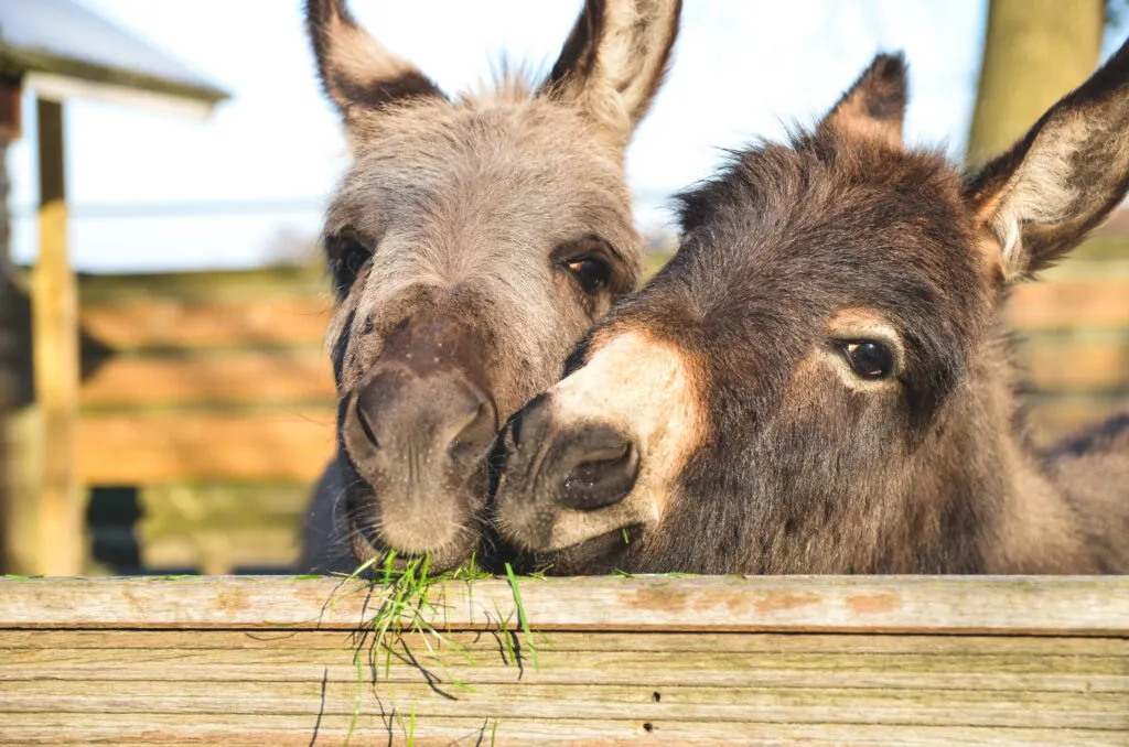 2 miniature donkeys cuddling while they are eating grass.