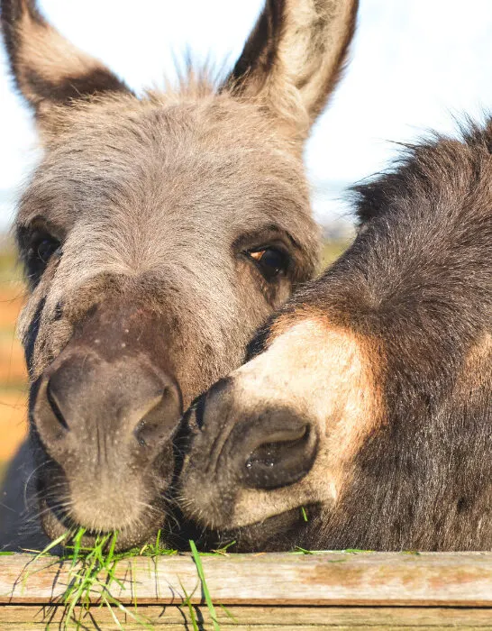 2 miniature donkeys cuddling while they are eating grass.