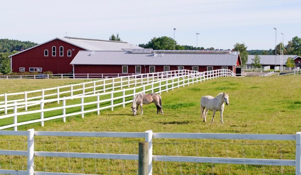 2 white horses at the horse farm