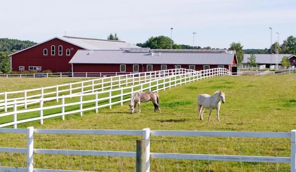 2 white horses at the horse farm