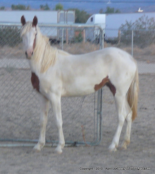 blurry photo of pinto horse