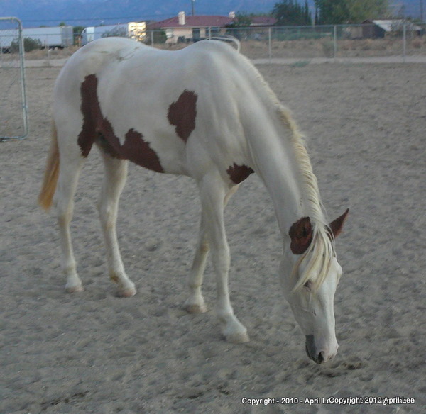 pinto horse grazing