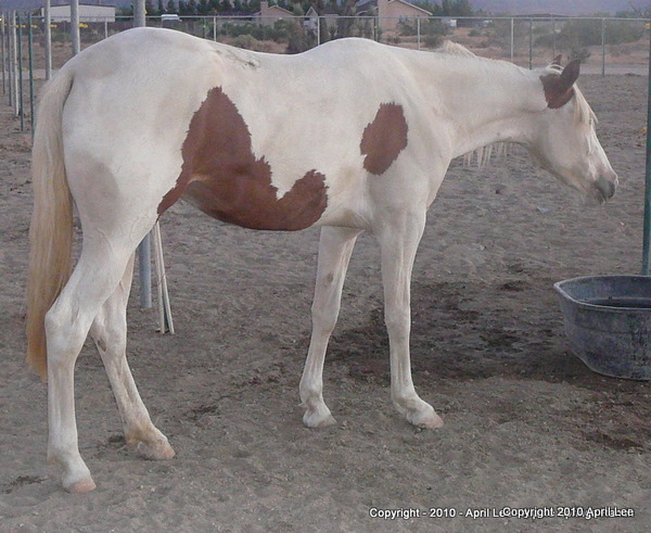 pinto horse in paddock