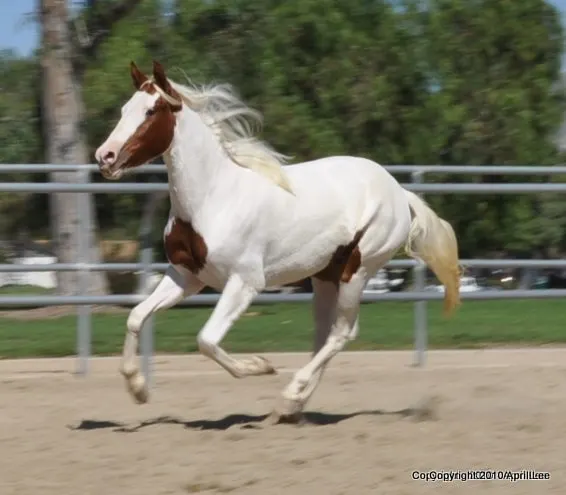 red and white paint horse galloping