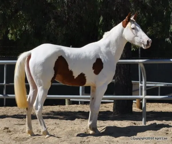 red and white paint horse