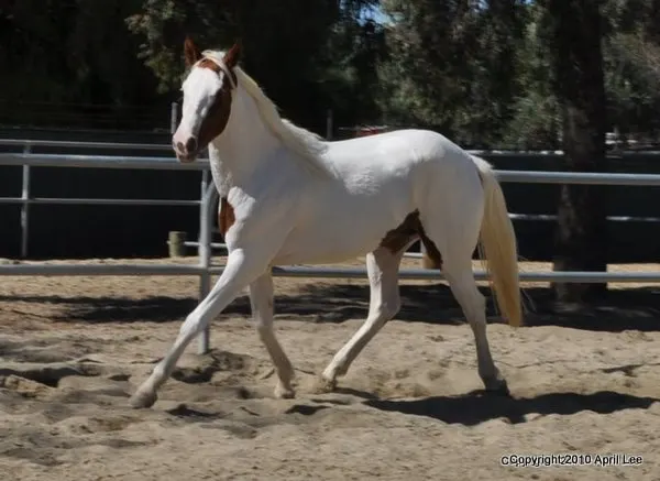 red and white paint horse trotting
