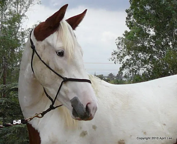 portrait of a medicine hat horse