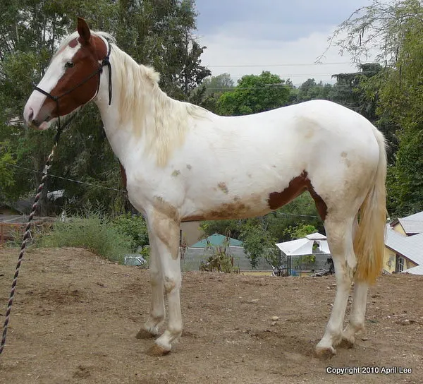 mostly white pinto horse