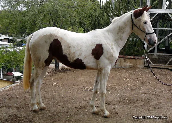 red and white pinto horse during photography session