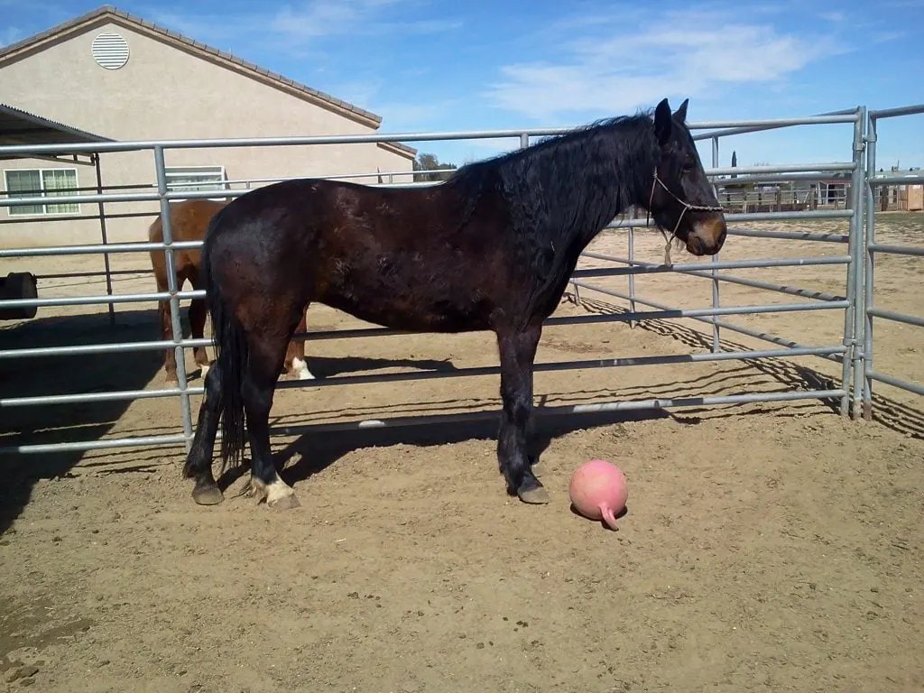 Brown BLM Mustang Mare in a cage on the farm