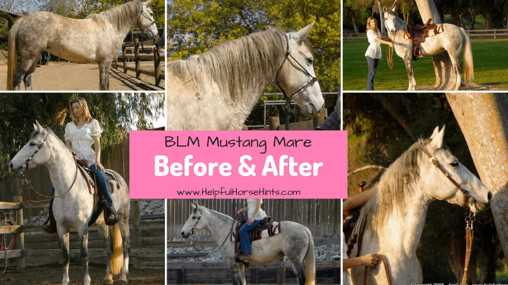 Before & After - BLM Mustang Mare