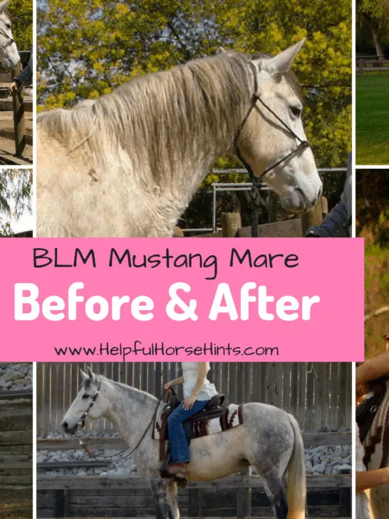 Before & After - BLM Mustang Mare