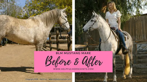 Before & After - BLM Mustang Mare