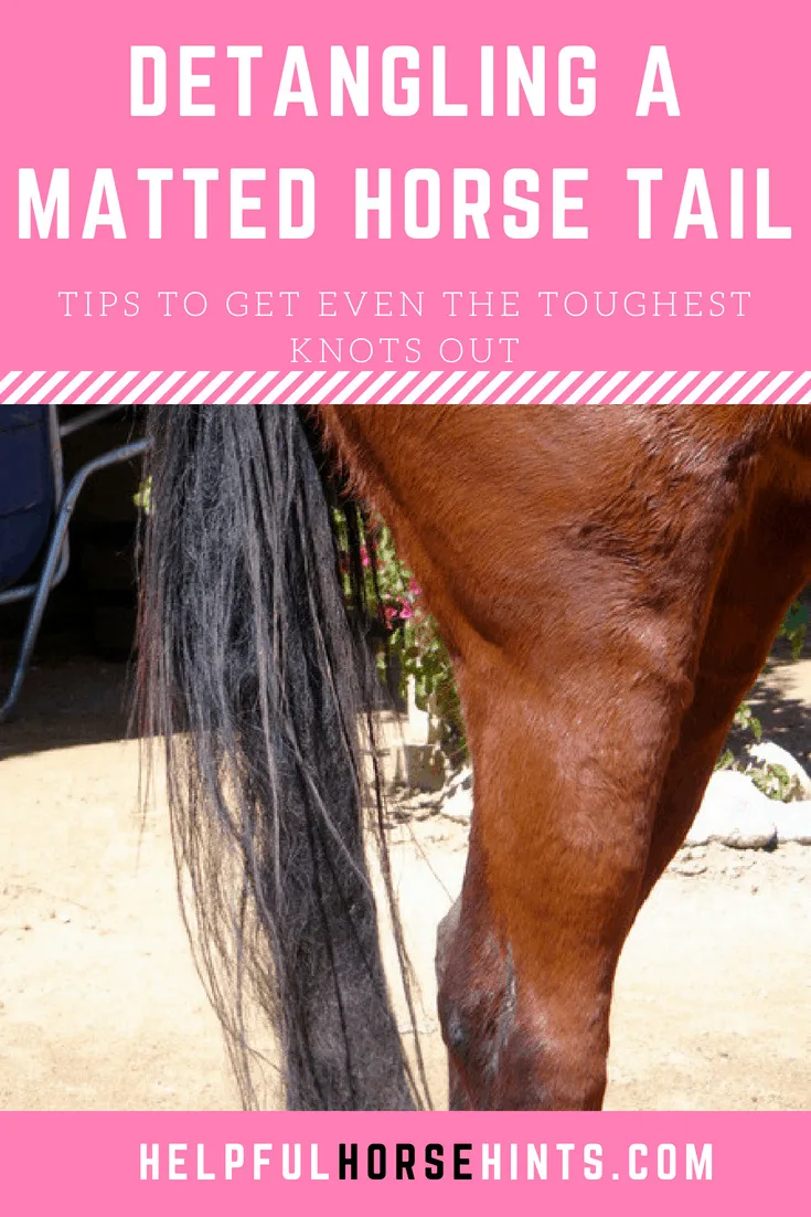 DIY Detangling a Matted Horse Tail