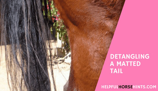 Detangling a Matted Horse Taill